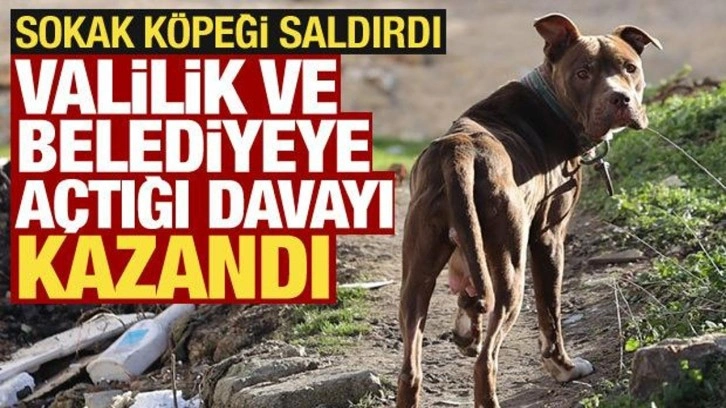 Sokak köpeği saldıran kişi valilik, büyükşehir ve ilçe belediyesine açtığı davayı kazandı