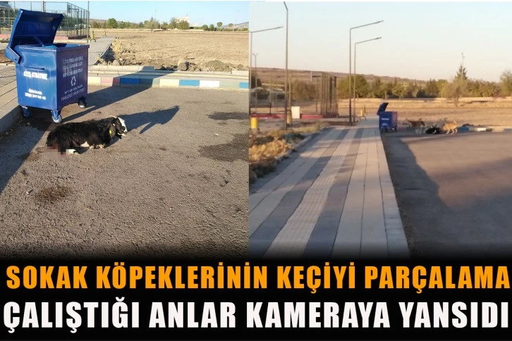 Sokak köpeklerinin keçiyi parçalama çalıştığı anlar kameraya yansıdı