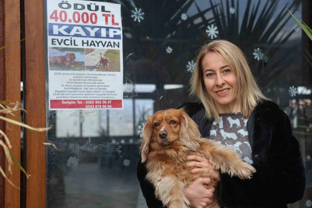 Sokak sokak afiş asarak aradığı İngiliz Cocker cinsi köpeğini getirene 40 bin TL ödül verecek
