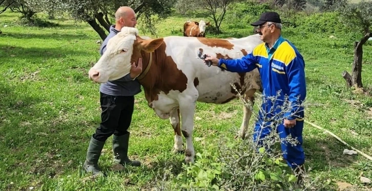 Söke’de büyükbaş hayvanların aşılanması devam ediyor
