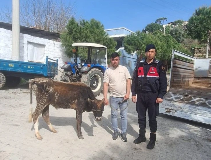 Söke’de hayvan hırsızları yakalandı
