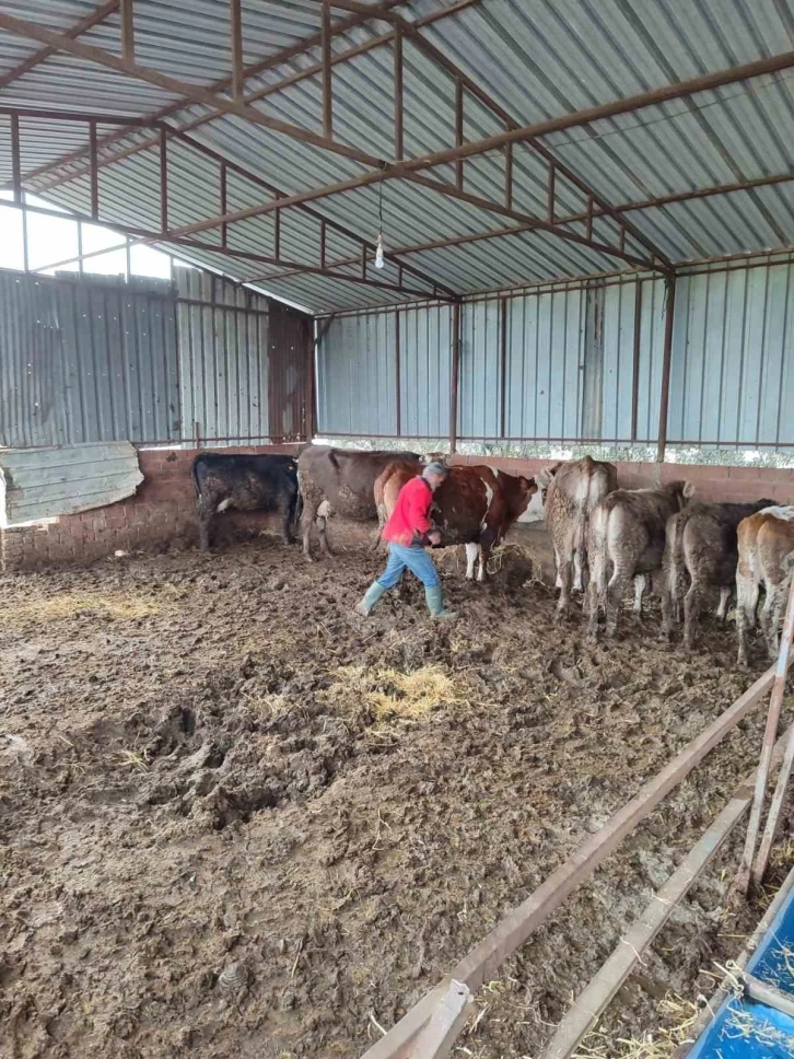 Söke’de şap aşısı ve küpeleme çalışması gerçekleştirildi
