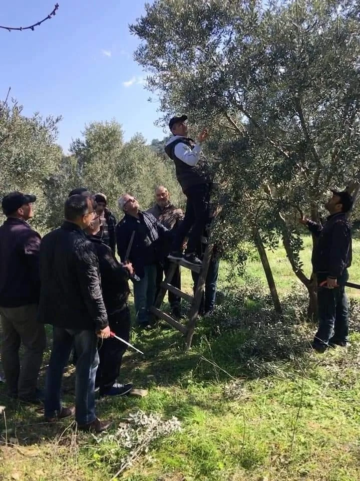 Söke İlçe Tarım ve Orman Müdürlüğü’nden zeytin üreticilerine ’budama’ uyarısı
