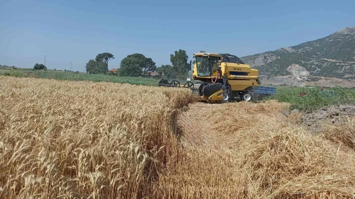 Söke Ovası’nda buğday bereketi
