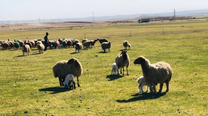 Sonbaharın en tatlı buluşması havadan görüntülendi
