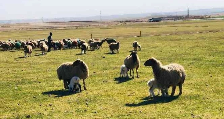 Sonbaharın en tatlı buluşması havadan görüntülendi