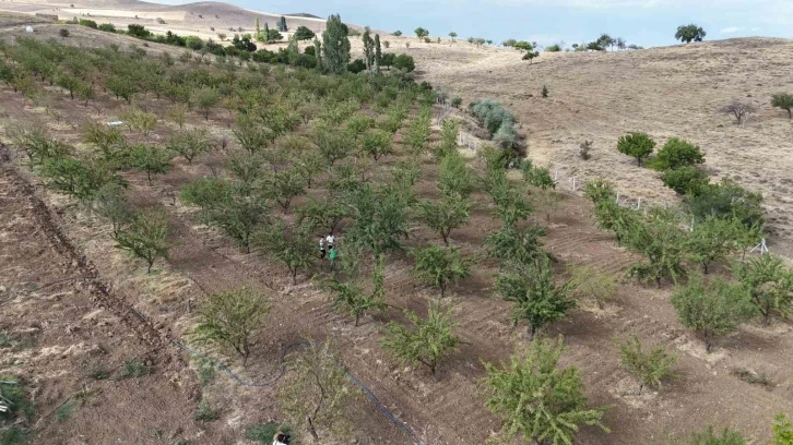 Söylenenlere kulak asmadı, 11 yılın ardından hasat etmeye başladı
