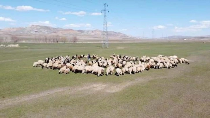 Sözleşmeli besicilikte destekleme ödemeleri belli oldu