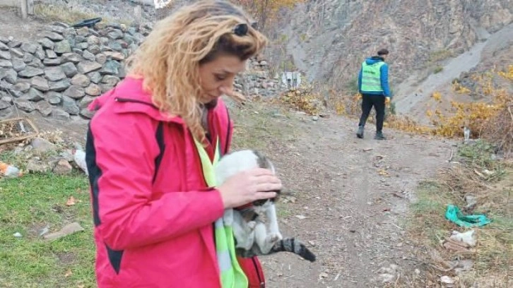 Su altında kalacak Yusufeli'de sokak hayvanları hassasiyeti