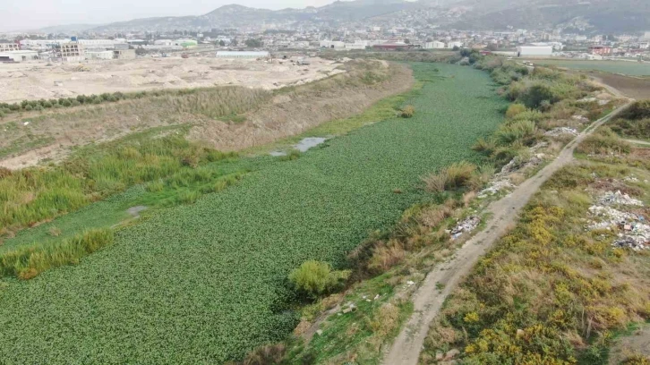 Su sümbülleri Asi Nehri’ni kaplamaya devam ediyor, su adeta görünmez hale geldi
