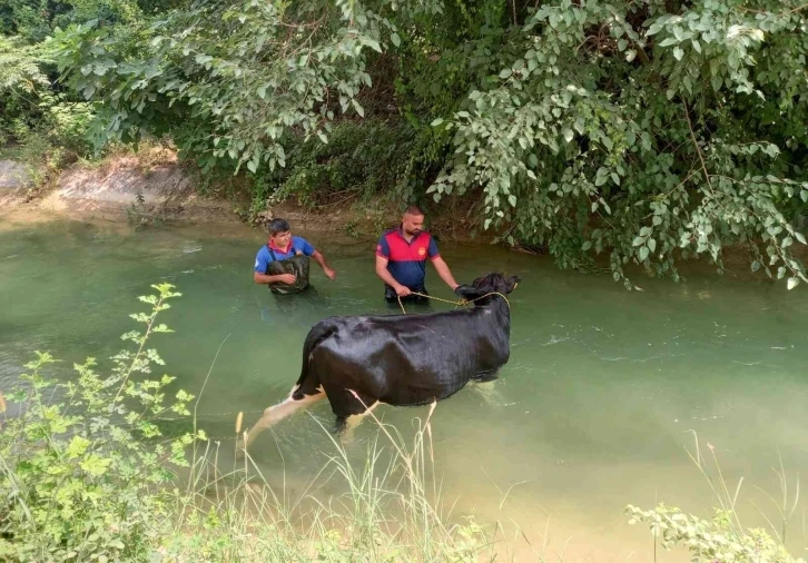 Sulama kanalına düşen ineğin yardımına itfaiye yetişti
