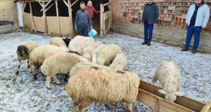 Suluovalı besicilerden depremzedelere destek için hayvan bağışı