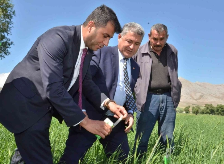 Süne ile mücadele için tarlalara 130 bin "arıcık" salındı
