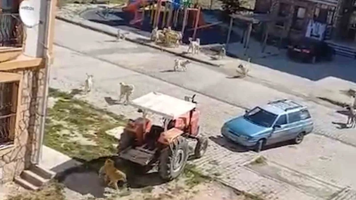 Sürü halinde dolaşan başıboş köpekler tehlike saçıyor
