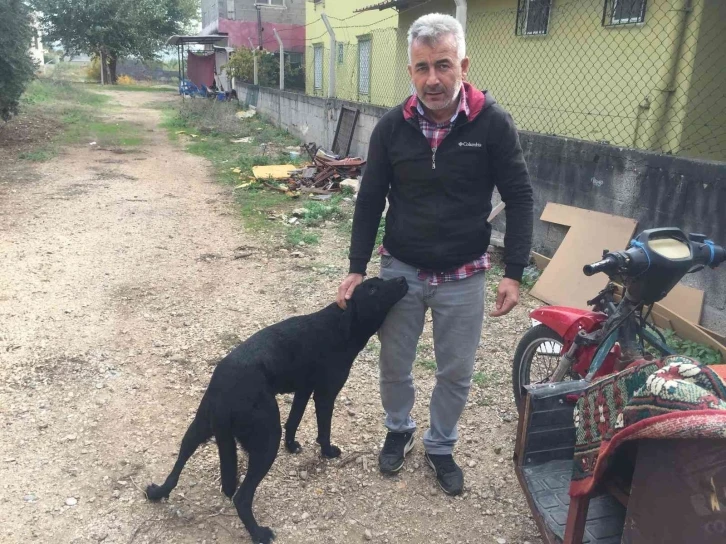 Sürücü köpeğin üzerinden geçti: O anlar kamerada
