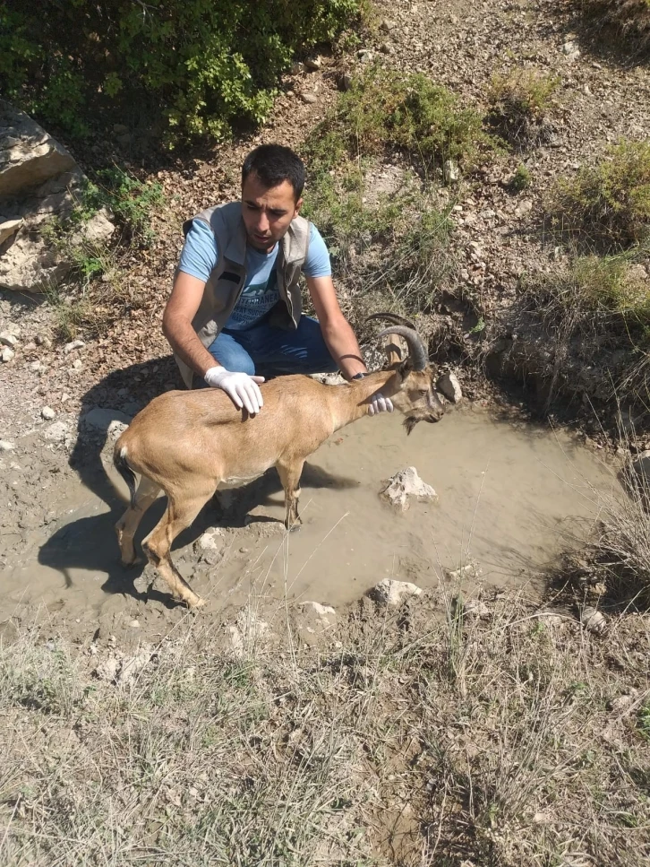 Sürüye karışan yaban keçisi doğaya bırakıldı
