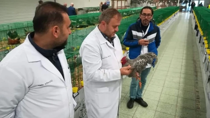 Süs tavukları Ankara’da podyuma çıkacak
