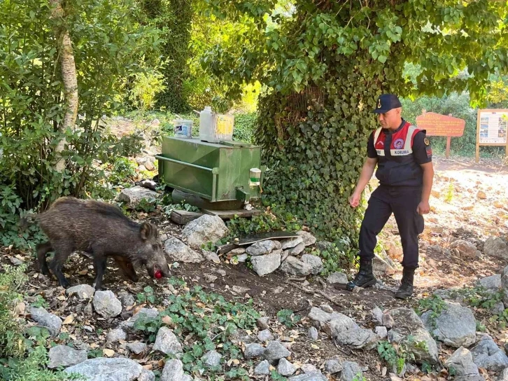 Susayan yavru yaban domuzuna jandarma şefkati
