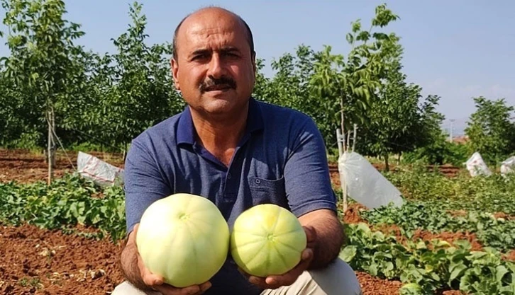 Susuz üretilen Çal kavununda hasat devam ediyor
