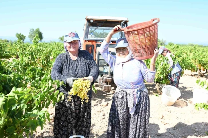 Susuz yetişen meşhur Bekilli üzümünde hasat zamanı
