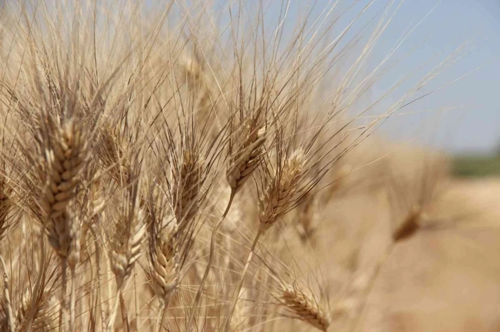 Tahıl ambarı Konya Ovası’nda beklenen rekolte artışı çıktı
