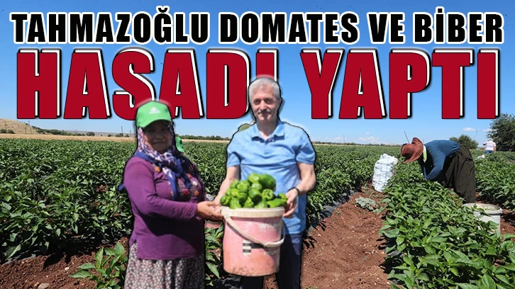 Tahmazoğlu domates ve biber hasadı yaptı