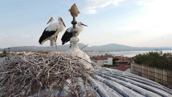 Tarihi bedesten üzerine yuva yapan leylekler ilgi odağı haline geldi
