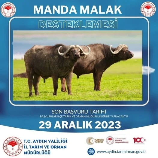 Tarım Müdürlüğü’nden Manda desteği açıklaması
