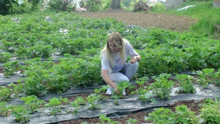 Tarlaya gittiğinde merak saldı, kozmetik toptancılığını bırakıp tarıma yöneldi
