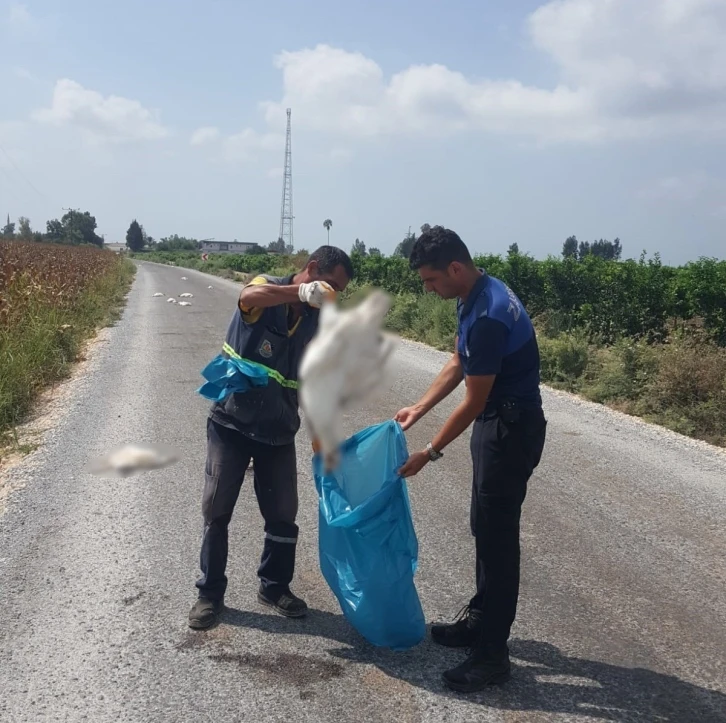 Tarsus’ta 15 kaz telef olmuş halde bulundu
