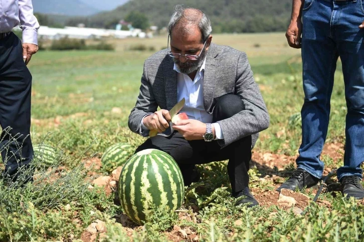 Tarsus’ta hasadı yapılan karpuzlar halka ücretsiz dağıtılacak
