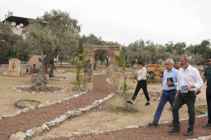 Tarsus’ta ’Zeytin Gen Koruma Alanı’ açılıyor
