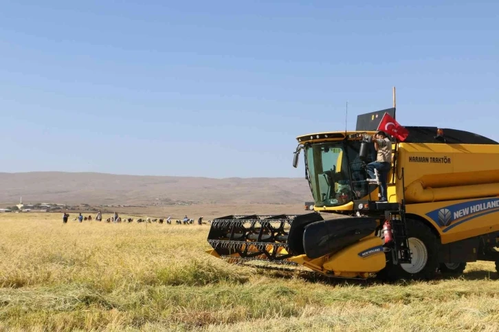 Taşlı arazilerde yetişen tescilli Karacadağ pirincinin hasadı başladı
