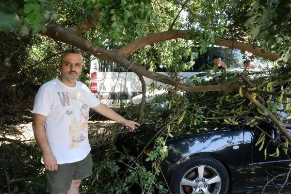 Tatile geldiği Antalya'da, otomobilinin üzerine ağaç devrildi