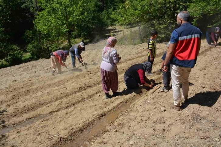 Tavşanlı’da ’Ölmez otu’ fide teslimi ve dikim işleri yapıldı
