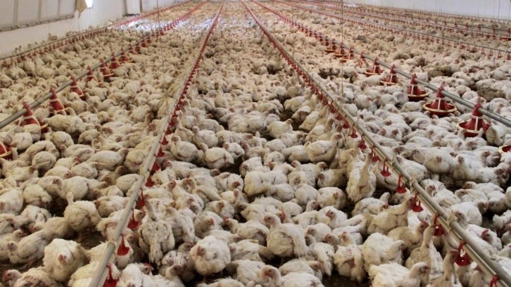 Tavuk eti üretiminde yüzde 16,5 artış