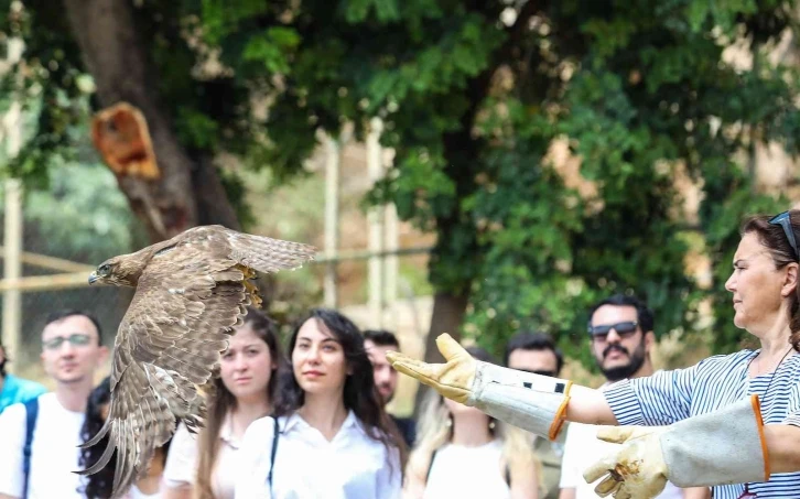 Tedavi edilen yırtıcı kuşlar doğaya bırakıldı
