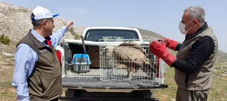 Tedavisi tamamlanan akbaba, doğaya bırakıldı
