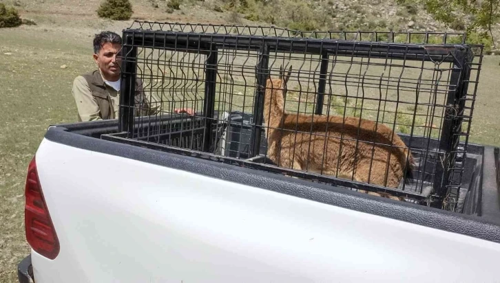 Tedavisi tamamlanan dağ keçisi doğaya bırakıldı
