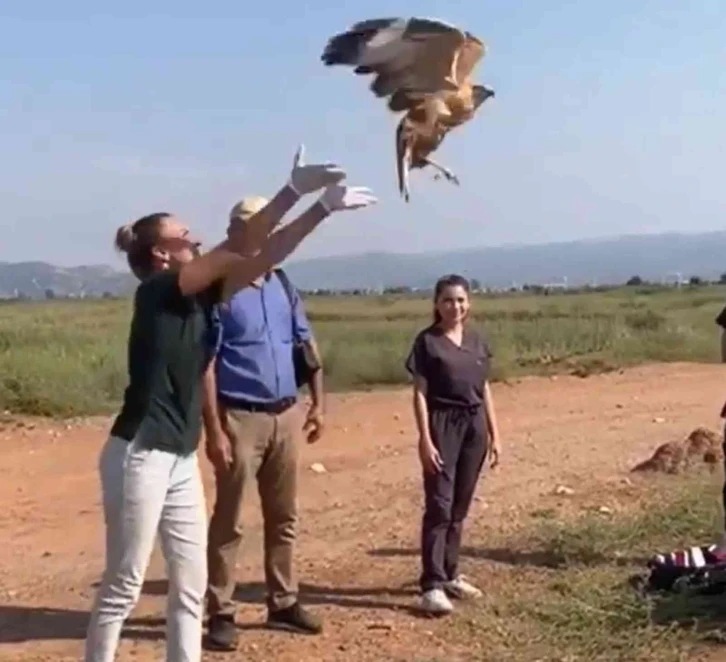 Tedavisi tamamlanan kızıl şahin doğaya salındı
