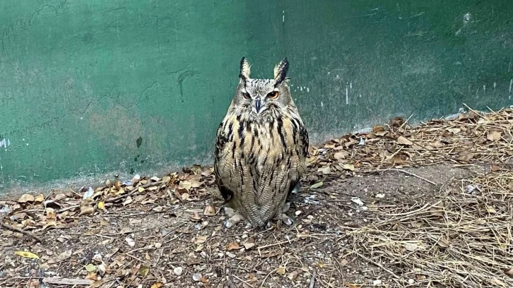 Tedavisi tamamlanan ’puhu’ doğaya salındı
