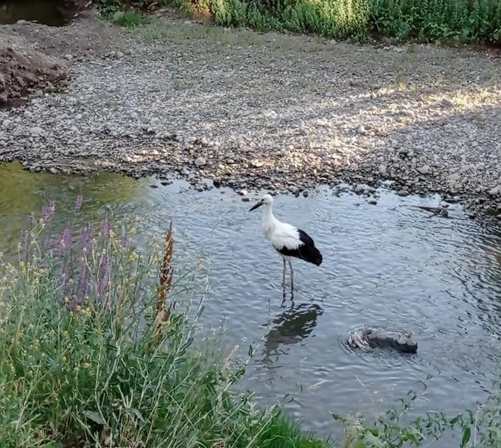 Tedavisi tamamlanan yavru leylek doğaya bırakıldı
