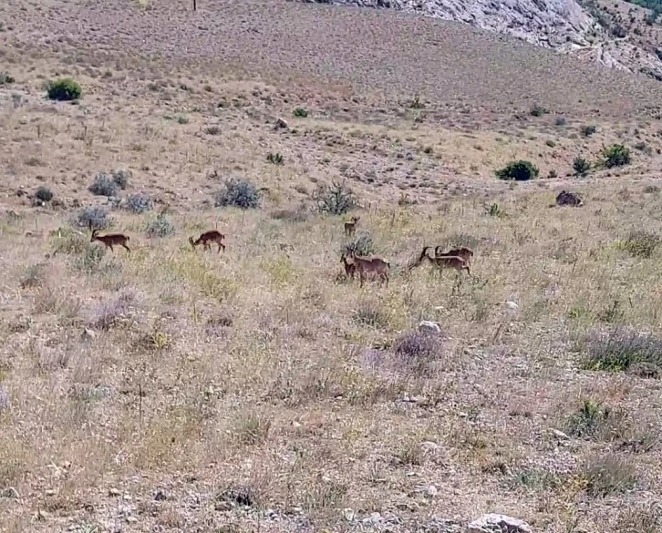 Tek bile görülmezken sürü halinde görüntülendiler
