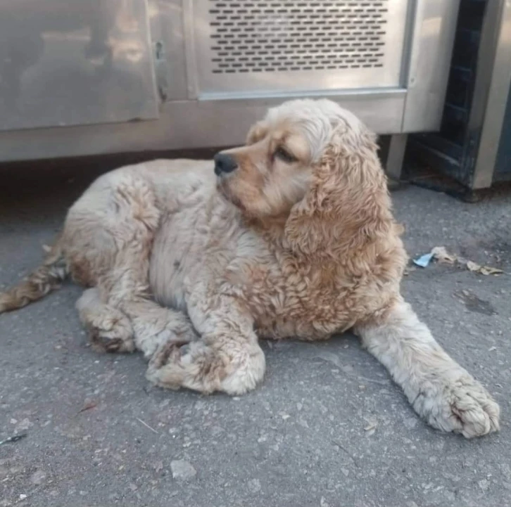 Tek dostu olan köpeği 4 kez çalındı, isyan etti
