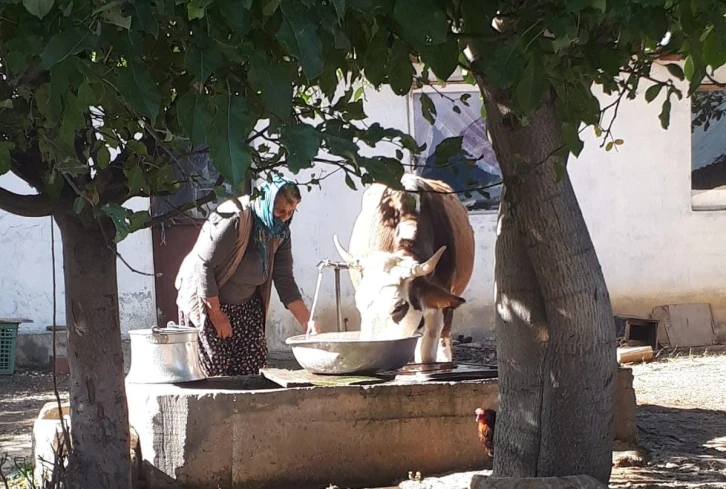 Tek geçim kaynaklarını yangında kaybetmişlerdi: O aileye kaymakamlık inek hediye etti
