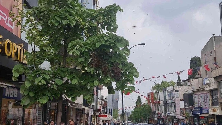 Tekirdağ bir sokakta arı istilası: Vatandaş kaçacak yer aradı
