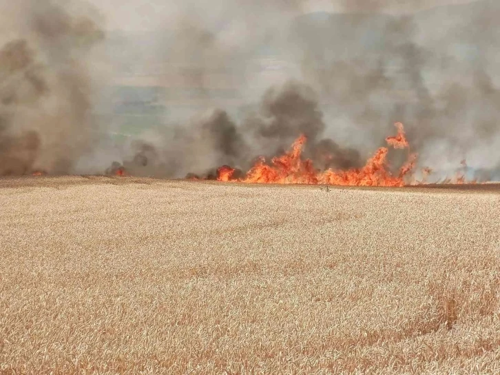 Tekirdağ’da 300 dönüm buğday tarlası alev alev yandı
