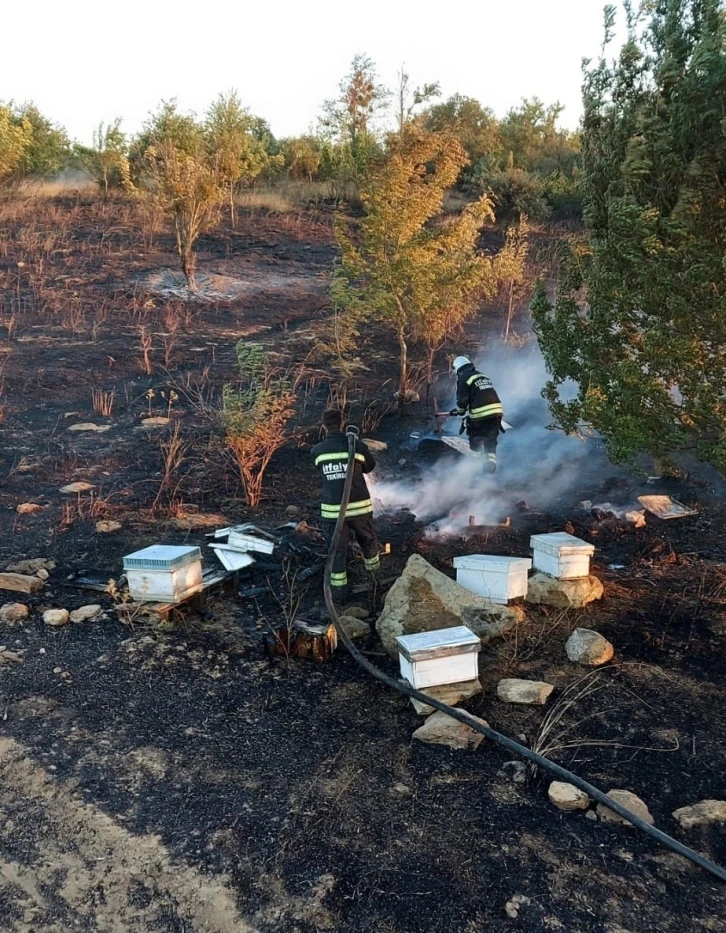 Tekirdağ’da binlerce arı diri diri yandı: 15 yıllık emek kül oldu
