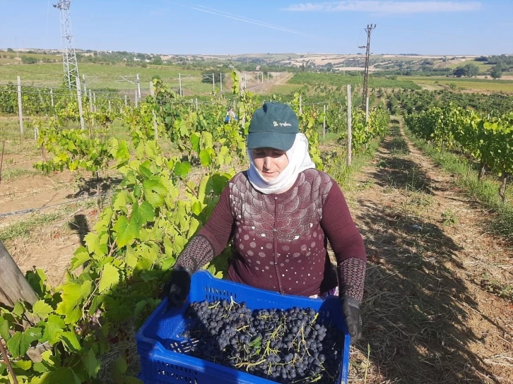 Tekirdağ’da koruk hasadı
