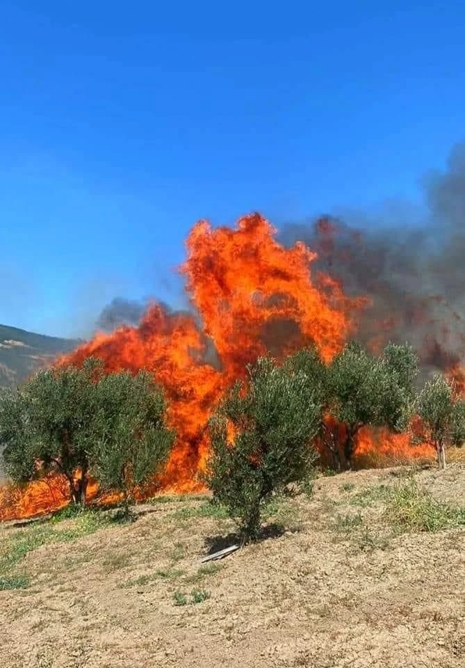 Tekirdağ’da zeytinlik alev alev yandı
